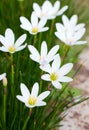 White Hosta Flowers