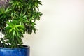 White hotel lobby with green plant Royalty Free Stock Photo