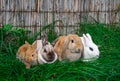 White hotot, German rams and Rex siamese medium rabbits sit on a green grass before Easter