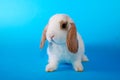 White hotot lop Cute bunny rabbit kit on colorful studio background