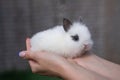 White hotot rabbit sits on a woman\'s hand before Easter