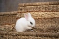 White hotot rabbit sitting holding something in its paws or washing itself on a wicker basket on a sunny day before Easter