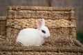 White hotot rabbit sitting and showing tongue on a wicker basket on a sunny day before Easter