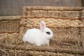 White hotot rabbit sitting on a wicker basket on a sunny day before Easter