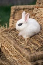 White hotot rabbit sitting on a wicker basket on a sunny day before Easter