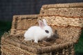 White hotot rabbit sitting on a wicker basket on a sunny day before Easter