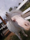 White hourse little pony in the farmville Royalty Free Stock Photo