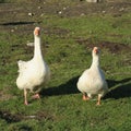 white house geese in spring in the meadow Royalty Free Stock Photo