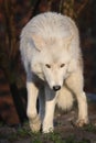 White Hudson Bay wolf Canis lupus hudsonicus Royalty Free Stock Photo