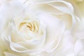 White huge airy rose, macro-festive background for wedding invitation