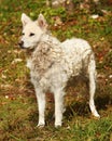 White Hungarian sheepdog Mudi outdoor