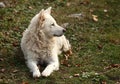 White Hungarian sheepdog Mudi outdoor