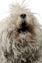 White hungarian puli barking in the white studio