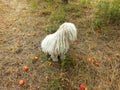 White shepherd dog on orchard meadow
