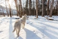 A white hunting dog stands in the snow in a remote beautiful winter taiga Royalty Free Stock Photo