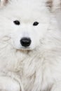 White husky Royalty Free Stock Photo