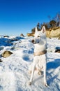 White Husky amid the winter Royalty Free Stock Photo