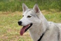 White Husky Dog Royalty Free Stock Photo