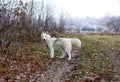 White husky dog with blye eyes portrait Royalty Free Stock Photo