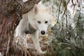 White husky dog with blye eyes portrait Royalty Free Stock Photo