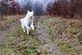 White husky dog with blye eyes running by the road Royalty Free Stock Photo