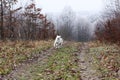 White husky dog with blye eyes running by the road Royalty Free Stock Photo