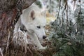 White husky dog with blye eyes portrait Royalty Free Stock Photo