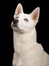 White Husky Dog Close-up Royalty Free Stock Photo