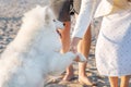 A white husky dog of the Samoyed breed gives a paw to a young woman Royalty Free Stock Photo