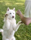 A white Husky dog performing a trick on cue with its trainer