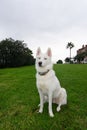 White husky on the garden Royalty Free Stock Photo