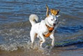 Playing dogs in the water Royalty Free Stock Photo