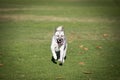 White Husky running in the grass