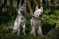 White husky sits in forest