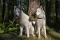 White husky sits in forest