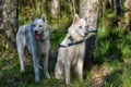 White husky sits in forest