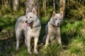 White husky sits in forest