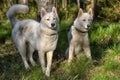 White husky sits in forest