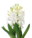 White hyacinth