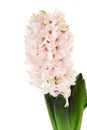 White Hyacinth Royalty Free Stock Photo