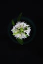 White Hyacinth blossom from up, above, in a pot on black background. Contrast picture.