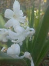 White hyacinth closely photographed