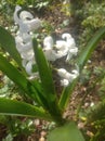 White hyacinth closely photographed