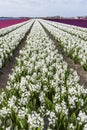 White Hyacinth Field Noord-Holland Royalty Free Stock Photo