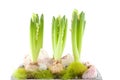 White Hyacinth flower in closeup Royalty Free Stock Photo