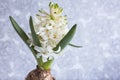 White hyacinth flower head bouquet and bulb close up on gray background, Fragrant romantic spring flower, Blooming