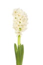 White hyacinth Royalty Free Stock Photo