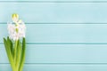 White hyacinth flower on menthol wooden background, top view