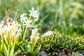 White Hyacinth Flower in Spring, Abstract Blurry Green Background Royalty Free Stock Photo