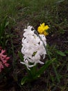 A white hyacinth garden